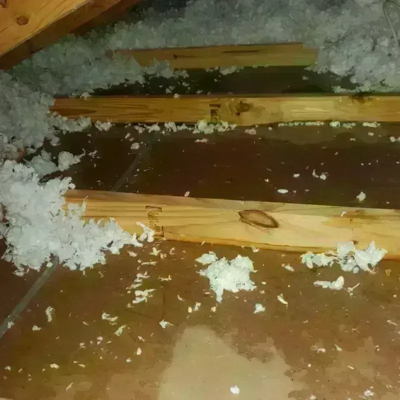 Attic Water Damage in Tampa, FL